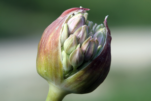 Bocciolo... Allium nigrum